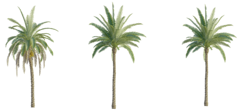 Phoenix canariensis palm Tree 4k cutout transparent, Tree cutout transparent background - Powered by Adobe