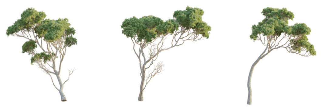 Stone pine Tree 4k cutout transparent, Tree front view 4k isolate cutout
