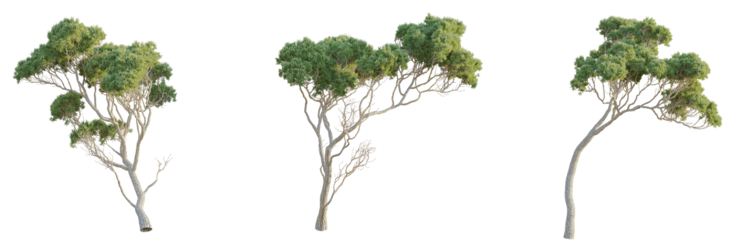 Stone pine Tree 4k cutout transparent, Tree front view 4k isolate cutout