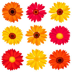 Gerbera flowers in autumn colors. Set of red, orange, and yellow gerberas isolated on a white background. Vector illustrations