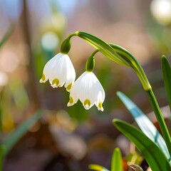 Obraz premium Delicate spring flowers in sunlight