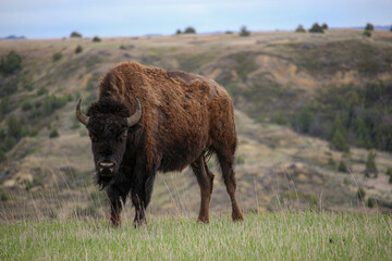 Bison grazing on the plains on an overcast day in Theodore Roosevelt National Park in North Dakota