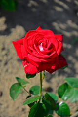 czerwona róża w ogrodzie, red garden roses	