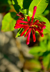 kwitnący wiciokrzew, Wiciokrzew Heckrotta lub pomorski 'Serotina', Lonicera x heckrottii or Lonicera periclymenum, the golden flame honeysuckle © kateej