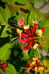 kwitnący wiciokrzew, Wiciokrzew Heckrotta lub pomorski 'Serotina', Lonicera x heckrottii or Lonicera periclymenum, the golden flame honeysuckle © kateej