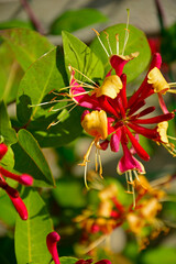 kwitnący wiciokrzew, Wiciokrzew Heckrotta lub pomorski 'Serotina', Lonicera x heckrottii or Lonicera periclymenum, the golden flame honeysuckle © kateej