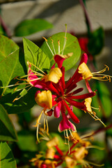 kwitnący wiciokrzew, Wiciokrzew Heckrotta lub pomorski 'Serotina', Lonicera x heckrottii or Lonicera periclymenum, the golden flame honeysuckle © kateej