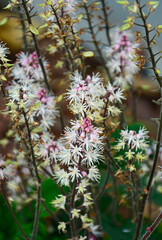 tiarella sercolistna o rózowych kwiatach, tiarella odmiana 'Spring Symphony', Tiarella polyphylla, Tiarella 'Spring Symphony', foamflowers © kateej