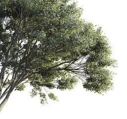 Ficus Salicifolia Tree corner cutout transparent background