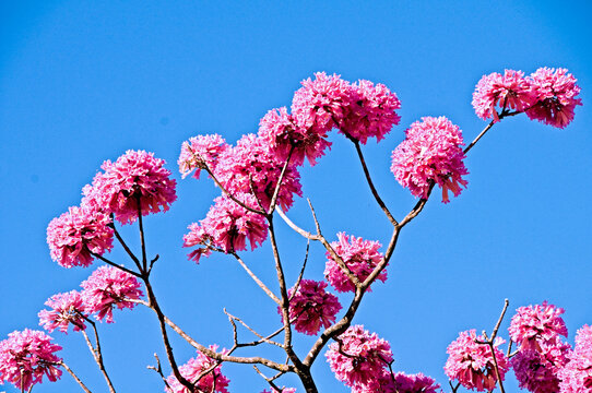 Flowers of the Pink Ype tree, Tabebuia impetiginosa , known also as lapacho pink,  is a tree native to Cerrado and Pantanal vegetation in Brazil, Brasilia, Brazil, June 2020