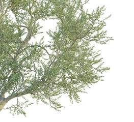 Olive  Tree corner 4k cutout transparent