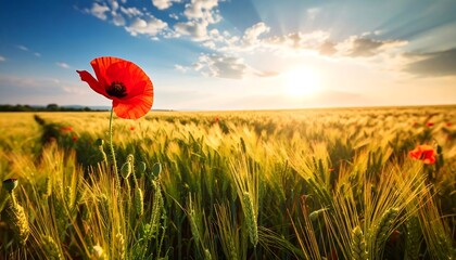 A single poppy in a golden wheat field at sunset