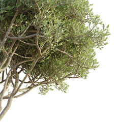 Olive  Tree corner 4k cutout transparent
