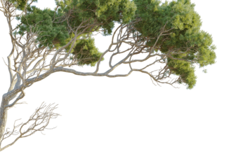 Stone pine  Tree corner 4k cutout transparent