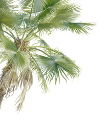Washingtonia filifera Tree corner cutout isolate on white background