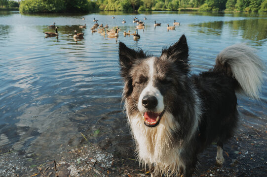 Border Collie Enjoying a Peaceful Moment by the Lake With Geese