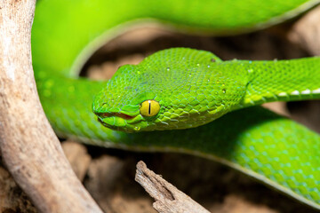 Close-up of a beautiful Vogel's pit viper (Trimeresurus vogeli), coiled on a branch. A colorful, venomous pit viper native to Southeast Asia