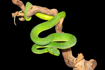 Close-up of a beautiful Vogel's pit viper (Trimeresurus vogeli), coiled on a branch. A colorful venomous pit viper native to Southeast Asia. Against a black background