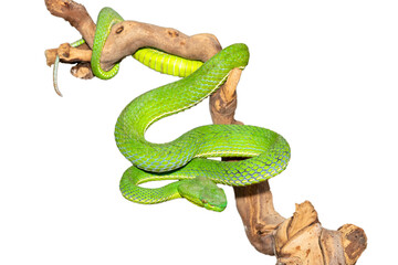 Close-up of a beautiful Vogel's pit viper (Trimeresurus vogeli), coiled on a branch. A colorful venomous pit viper native to Southeast Asia. Against a white background