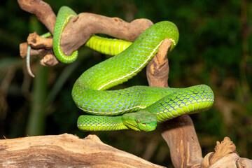 Close-up of a beautiful Vogel's pit viper (Trimeresurus vogeli), coiled on a branch. A colorful,...