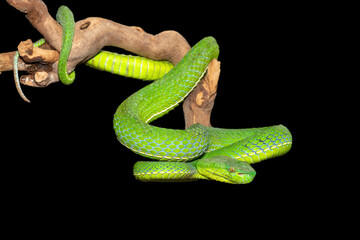Close-up of a beautiful Vogel's pit viper (Trimeresurus vogeli), coiled on a branch. A colorful venomous pit viper native to Southeast Asia. Against a black background