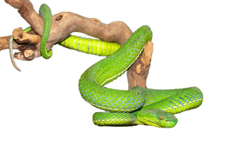 Close-up of a beautiful Vogel's pit viper (Trimeresurus vogeli), coiled on a branch. A colorful venomous pit viper native to Southeast Asia. Against a white background