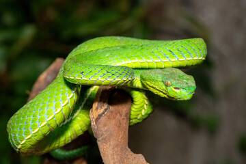 Close-up of a beautiful Vogel's pit viper (Trimeresurus vogeli), coiled on a branch. A colorful, venomous pit viper native to Southeast Asia