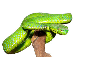 Close-up of a beautiful Vogel's pit viper (Trimeresurus vogeli), coiled on a branch. A colorful...