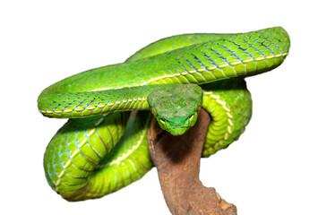 Close-up of a beautiful Vogel's pit viper (Trimeresurus vogeli), coiled on a branch. A colorful...