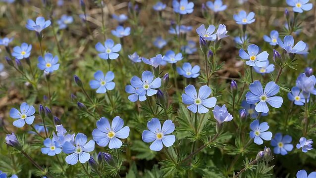 Azure Myosotis Florets in Soft Focus with Overhead Perspective of Blossoming Meadow