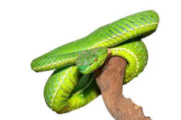 Close-up of a beautiful Vogel's pit viper (Trimeresurus vogeli), coiled on a branch. A colorful...