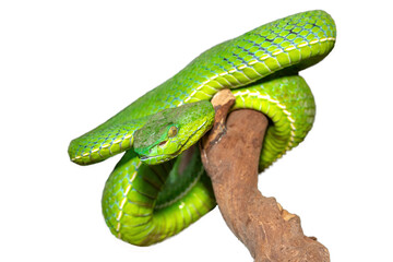 Close-up of a beautiful Vogel's pit viper (Trimeresurus vogeli), coiled on a branch. A colorful...