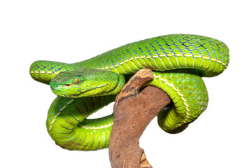 Close-up of a beautiful Vogel's pit viper (Trimeresurus vogeli), coiled on a branch. A colorful venomous pit viper native to Southeast Asia. Against a white background