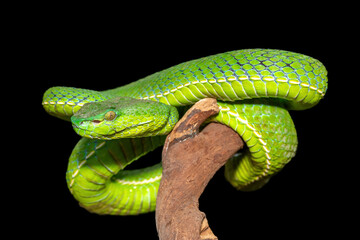 Close-up of a beautiful Vogel's pit viper (Trimeresurus vogeli), coiled on a branch. A colorful venomous pit viper native to Southeast Asia. Against a black background