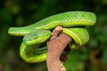 Close-up of a beautiful Vogel's pit viper (Trimeresurus vogeli), coiled on a branch. A colorful,...