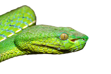 Close-up of a beautiful Vogel's pit viper (Trimeresurus vogeli), coiled on a branch. A colorful venomous pit viper native to Southeast Asia. Against a white background