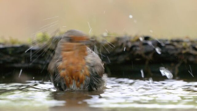 Garden bird Robin Erithacus rubecula captured in the wild during a close-up slow-motion bath. The vibrant songbird flaps its wings energetically, sending water droplets flying in all directions.