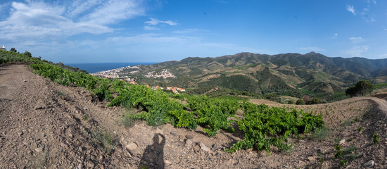 View of hills and vineyards of Banyuls AOP, grapes plants, between Pyrenees mountains and...