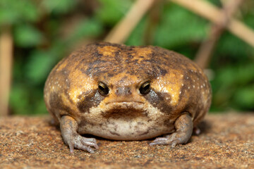 A cute Bushveld rain frog (Breviceps adspersus), also known as the common rain frog. Defensive Posture Close-Up. Native to southern Africa. 