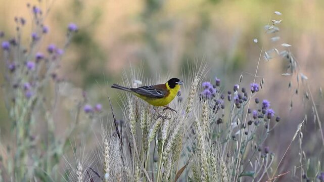 Black-headed bunting Emberiza melanocephala in the wild. Slow motion. A bird feeds in a field.