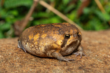 A cute Bushveld rain frog (Breviceps adspersus), also known as the common rain frog. Defensive Posture Close-Up. Native to southern Africa. 
