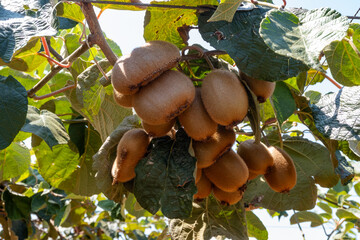 New harvest of golden or green kiwi, hairy fruits hanging on kiwi tree in orchard in Italy, Lazio