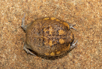 A cute Bushveld rain frog (Breviceps adspersus), also known as the common rain frog. Defensive Posture Close-Up. Native to southern Africa. 
