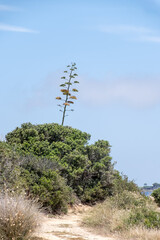 Fototapeta premium Blossom stalks of Agave americana, or century plant, or American aloe flowering plant species belonging to family Asparagaceae