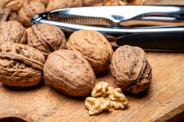 Walnuts nuts, cultivation of AOP walnuts in Perigord, Dordogne, France