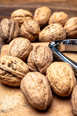 Walnuts nuts, cultivation of AOP walnuts in Perigord, Dordogne, France