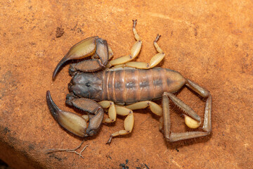 A large Tugela Rock Scorpion (Hadogenes trichiurus pallidus), a member of the African flat scorpions. Mildly venomous scorpion endemic to central KwaZulu-Natal