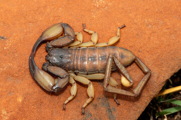 A large Tugela Rock Scorpion (Hadogenes trichiurus pallidus), a member of the African flat scorpions. Mildly venomous scorpion endemic to central KwaZulu-Natal