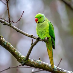 Green parrot perched on branch