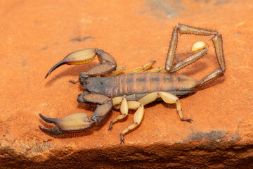 A large Tugela Rock Scorpion (Hadogenes trichiurus pallidus), a member of the African flat scorpions. Mildly venomous scorpion endemic to central KwaZulu-Natal